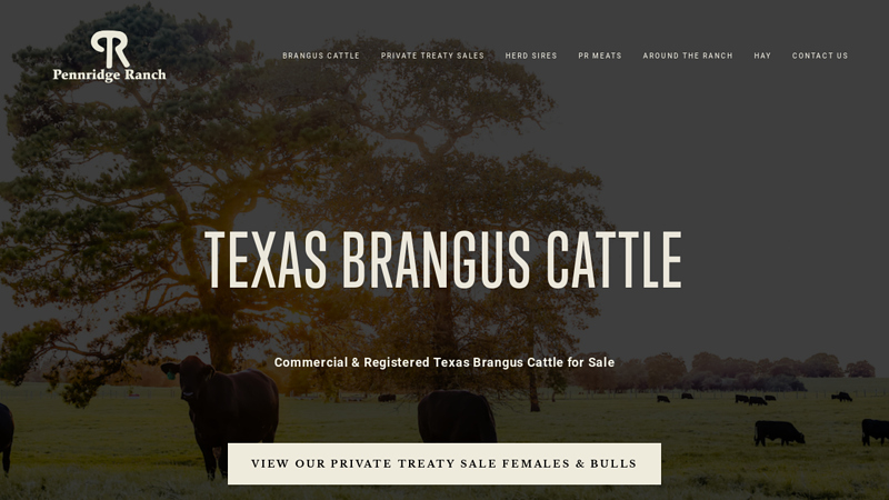 Commercial and Registered Brangus Cattle for Sale